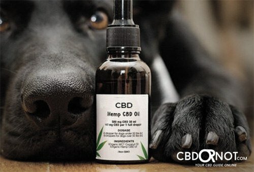 best hemp products for dogs
